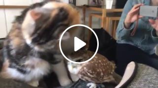 Cat gives owl friend a bath