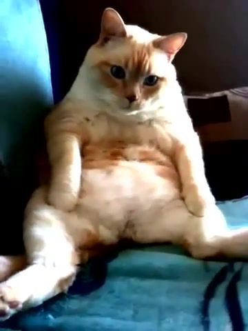 Cat Hiccup And Fart At The Same Time - Video & GIFs | cat,hiccup,and,fart,at,the,same,time,original,dexter,fails,world,cheap,air,conditioning,on,bus,fun,awesome,amazing,action,crazy,top,failblog,youtube,game fails,funny,joke,laugh,animals pets