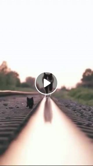Cat motion