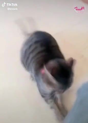 Cat playing ball, cat, cats, play, battle, games, comfortable, fun, horny, propellerheads, dog, enthusiasm, amusing, animals pets.