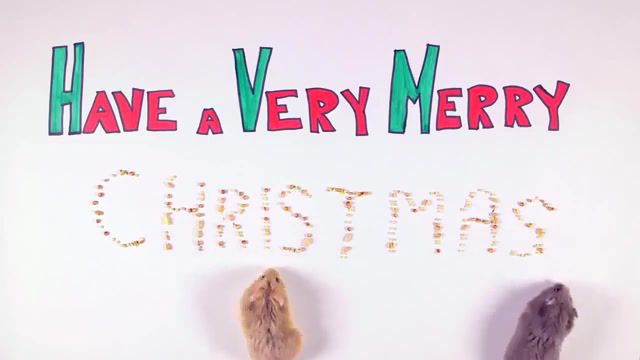 Christmas hamsters, animal, animals, hamster, funny, funny hamster, christmas, merry, xmas, animals and pets, pet, pets, animals pets.