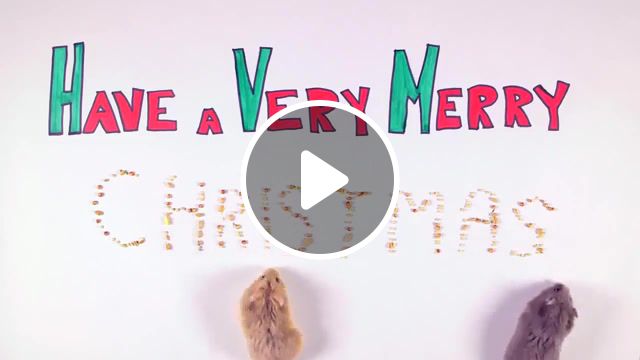 Christmas hamsters, animal, animals, hamster, funny, funny hamster, christmas, merry, xmas, animals and pets, pet, pets, animals pets. #1