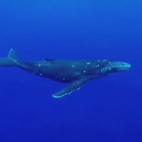 Curious baby whale singing a beautiful song, deep, ocean, dive, diving, animals pets.