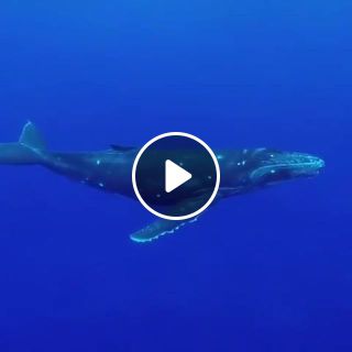 Curious baby whale singing a beautiful song