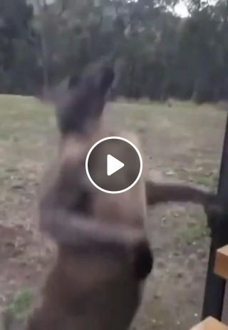 Do you love kangaroos as I love them