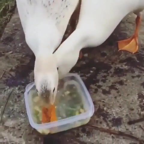 Ducks are Crazy - Video & GIFs | eat,trip,rapeear,eleprimer,meme,crazyduck,lol,wtf,animals pets