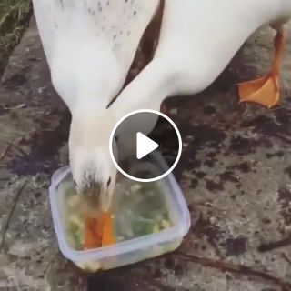 Ducks are crazy