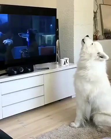 Empathy, dog, dog watches tv, doggo, dog howling, zhyvtone.