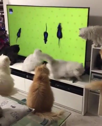 Entertainment for cats