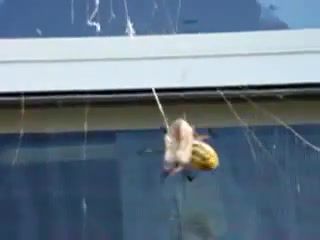 Garden spider vs giant wasp, Spider, Wasp, Feeding, Wrapping, Prey, Catching, Spider Feeding, Phace Cold Champagne, Animals Pets