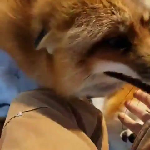 Good boy FOX, Fox, Animals Pets