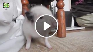 Itchy piglet