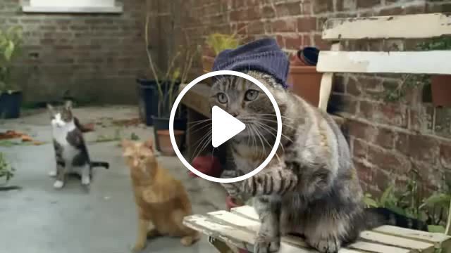 Johnny cat, milk ads, thumb cats, johnny cash, acoustic music, cat, cats, music, subscribe, animals pets. #0