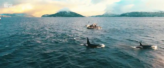 Keep a distance orcas, animals, animal, orca, orca whale, orcas, fish, ocean, water, bird, sunset, sunrise, mountains, winter, sea, diving, diving with orcas, swimming.
