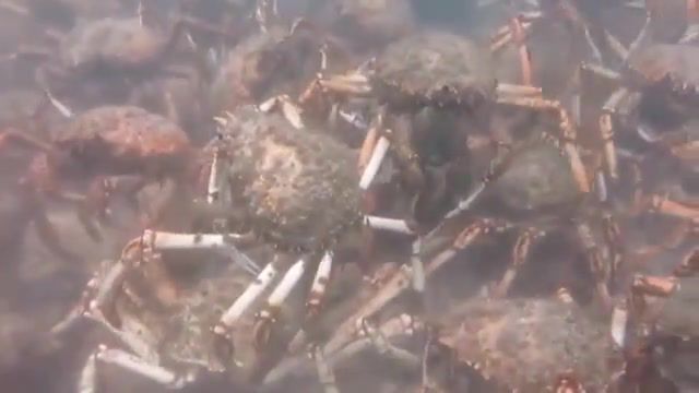 Migrating spider crabs rip apart a squid, dramatic, viral, news, animals pets.