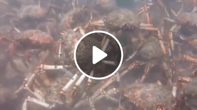 Migrating spider crabs rip apart a squid, dramatic, viral, news, animals pets. #0