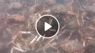 Migrating Spider Crabs Rip Apart a Squid