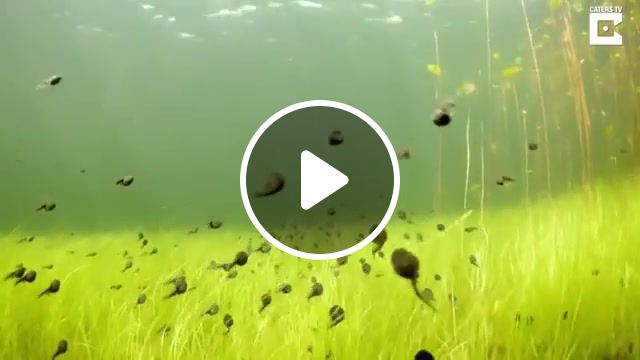 Morning fly lt, underwater, trip, ending, old, fish, fly, animals, eleprimer, animals pets. #0
