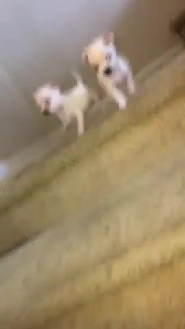 Puppies fall down stairs fail, Funny, Dogs, Animals Pets