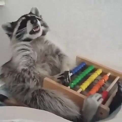 Raccoon Music Grabber - Video & GIFs | eleprimer,memes,play,wtf,music,animals,raccon,animals pets