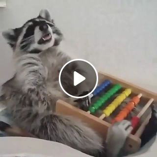 Raccoon music grabber