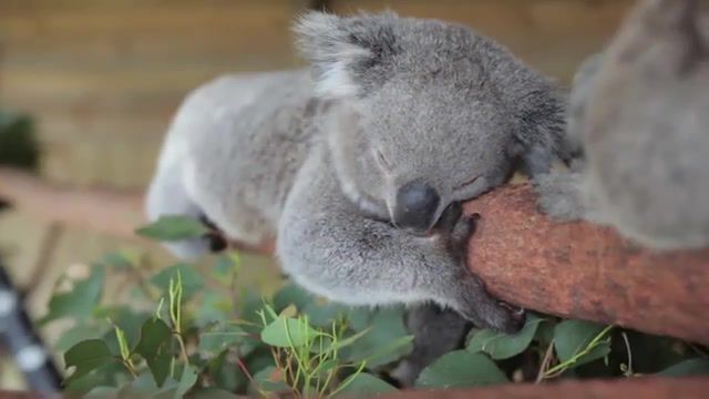 Sleeping koalas, animals pets.