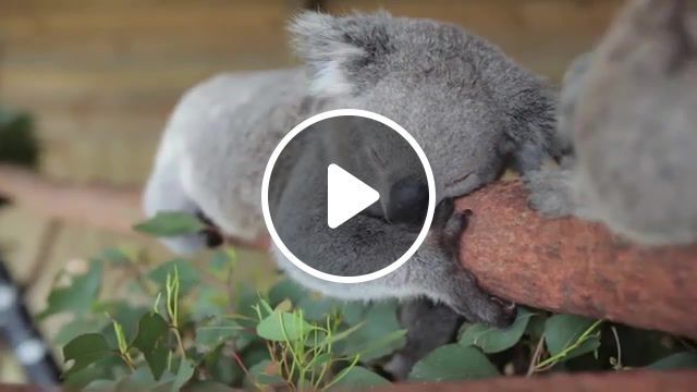 Sleeping koalas, animals pets. #0