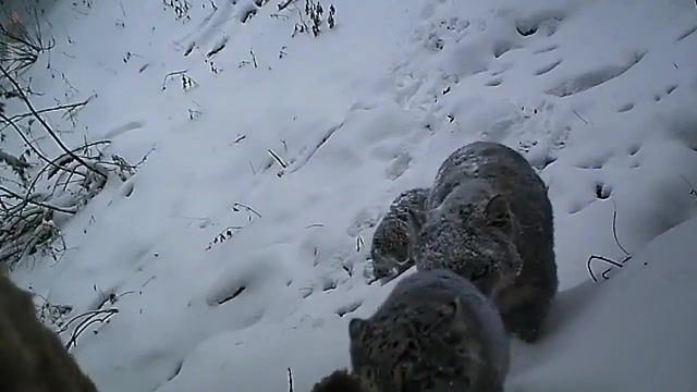 Snow leopards go home, Sticky, Clic, Music, Animality, Seals, Snow Leopards, Irbis, Zoo, Animals Pets