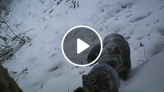 Snow leopards go home, sticky, clic, music, animality, seals, snow leopards, irbis, zoo, animals pets. #0