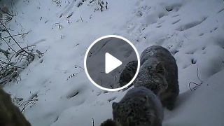 Snow leopards go home