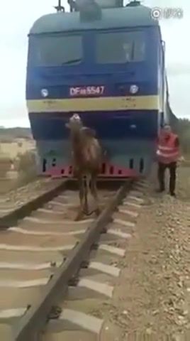 Trainstopping, camel, camel stopped the train, camel vs train, camel vs man.