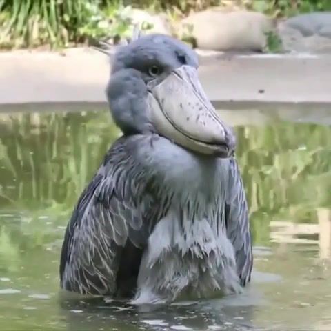When that. i do not even know what i do not know hits, birds, animals, are, the, best, you do not even know what you do not know, shoebill, animals pets.