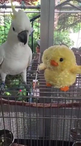 A toy that a parrot returns, bird toy, parrot toys, talking parrot toy, talk back parrot, pet, parrot, animals pets.
