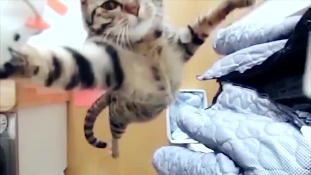 Action cat jumping, slow motion, jump, kitte, cute, cat, jumping cat, animals pets.