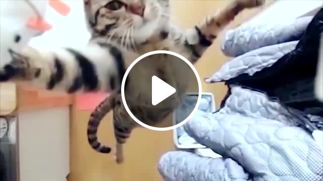Action cat jumping, slow motion, jump, kitte, cute, cat, jumping cat, animals pets. #0