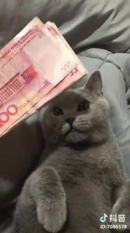 All about the money, Cat, Funny, Money, Animals Pets