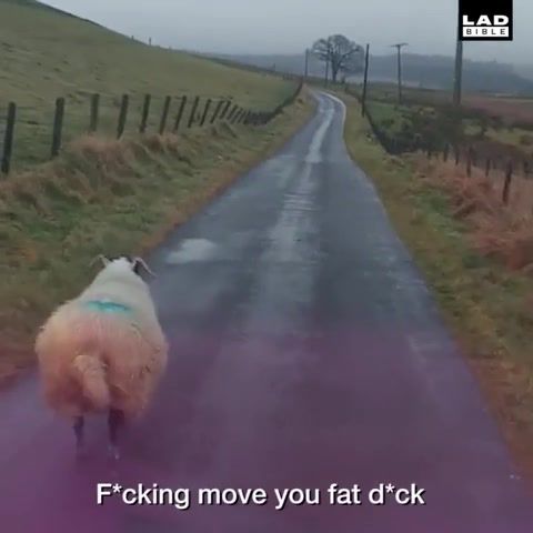 Angry Scottish man vs Sheep, Crash, Car, Scotland, Animal, Funny, Animals Pets