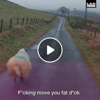 Angry Scottish man vs Sheep