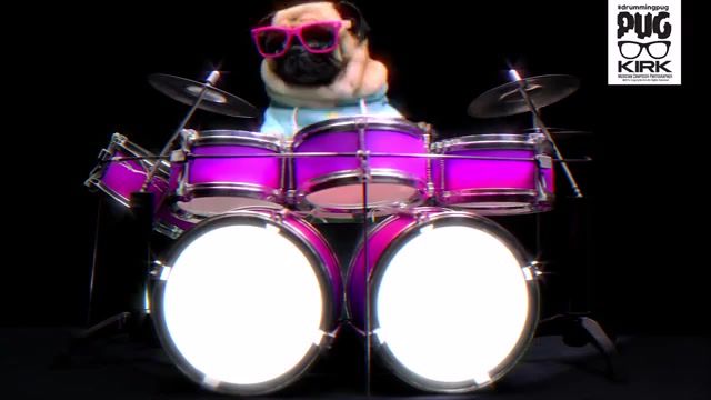Back to the 80s, eye of the tiger, drumming pug, animals pets.