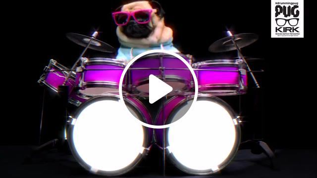 Back to the 80s, eye of the tiger, drumming pug, animals pets. #0