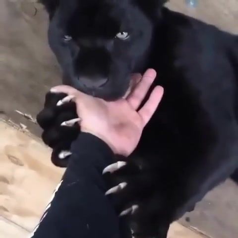 Black jaguar, animals pets.