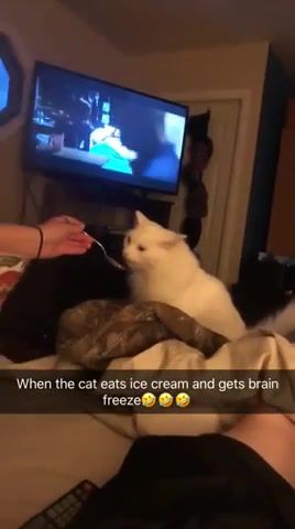 Cat and ice cream, cat and ice cream, cat, icecream, ice cream, animals pets.