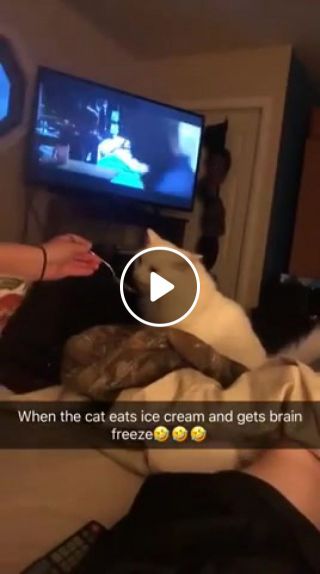 Cat and ice cream