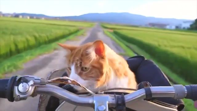 Cat travel, animals pets.