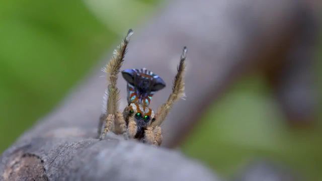 Chick chick boom spidey, Maratus Unicup, Peacock Spider, Spider, Australia, The Mask, Cuban Pete, Chick Chicky Boom, Spidey, Animals Pets
