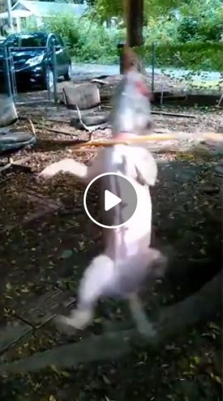 Dog with Hula Hoop