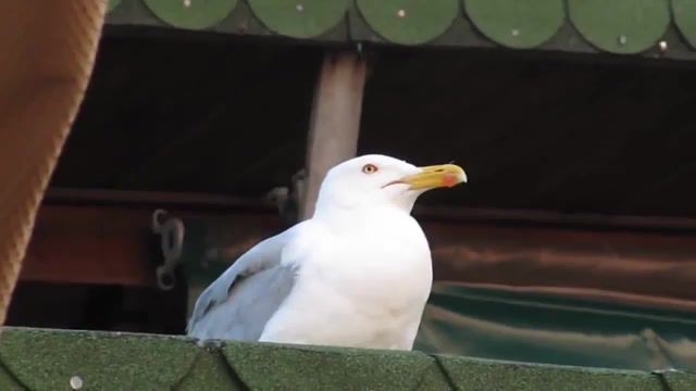 Evil - Video & GIFs | inhaling bird,laughing bird,laughing sea gull,inhaling seagull,meme,memes,inhales meme,inhaling bird meme,laughing bird meme,laughing sea gull meme,inhaling sea gull meme,dank meme,sea gull,bird,inhales,original,animals pets