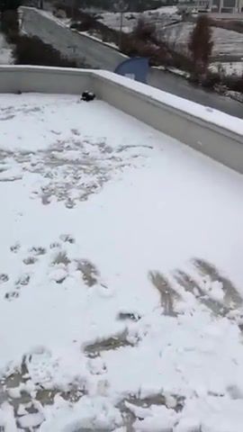 First time in snow, animals pets.