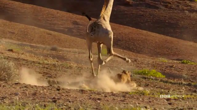 Giraffe vs lion, nature, animals, africa, bbc, battle, lion, giraffe, animals pets.