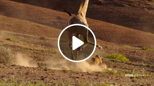 Giraffe vs lion, nature, animals, africa, bbc, battle, lion, giraffe, animals pets. #0